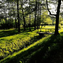 Trees in forest