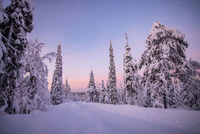 Snow covered trees on field against sky