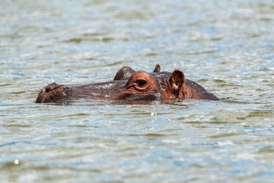 Portrait of hippo in sea