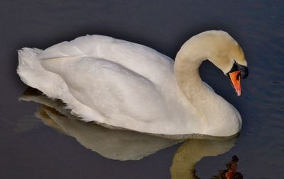 Swan floating on a lake