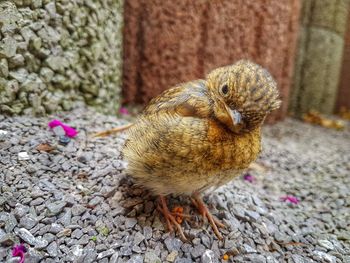 Close-up of a bird