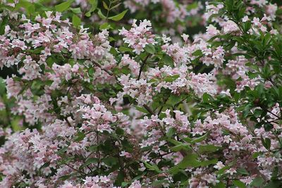 Close-up of pink cherry blossoms in spring