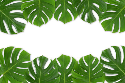 Directly above shot of leaves and trees against white background