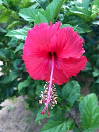 Close-up of pink hibiscus blooming outdoors