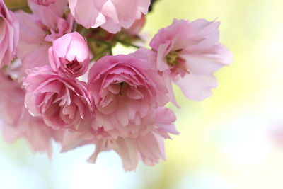 Close-up of pink cherry blossoms