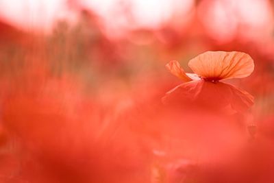 Close-up of red hibiscus blooming outdoors