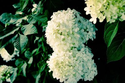 Close-up of hydrangea blooming outdoors
