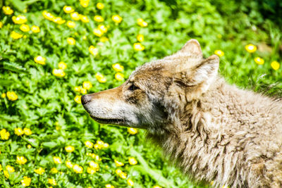 Close-up of a dog