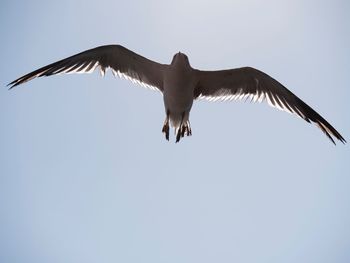 Low angle view of eagle flying against clear sky