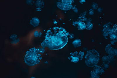 Blue neon jellyfish floating underwater against black background 