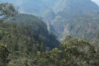 High angle view of trees in mountains