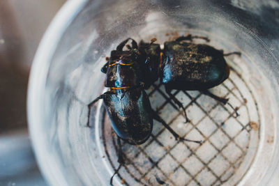 Close-up of insect