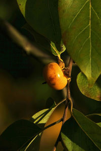 Close-up of fruits on tree