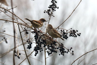 Close-up of bird perching on a tree