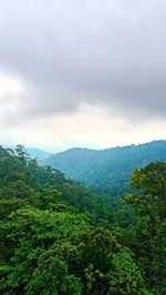Scenic view of forest against sky