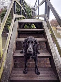 Portrait of dog on footbridge
