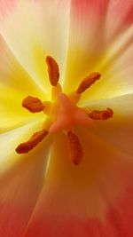 Close-up of fresh day lily blooming outdoors