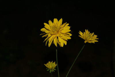 Close-up of yellow flowers against black background