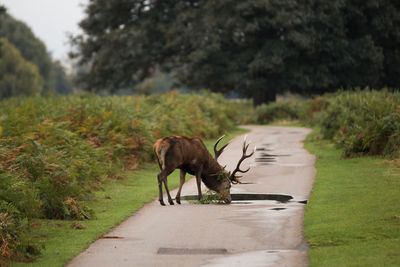 Deer on a footpath