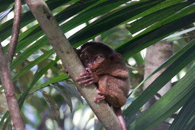 Monkey sitting on tree