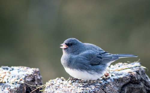 Close-up of bird perching on rock