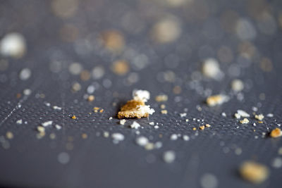 Close-up of leaf on table