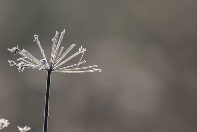 Close-up of wilted plant against sky