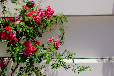 Close-up of pink flowering plant against wall