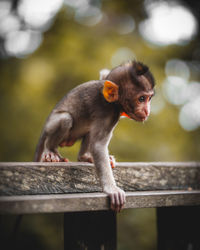 Baby monkey