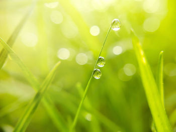 Beautiful nature morning dew clear water droplets on top of grass, nature background, macro photo