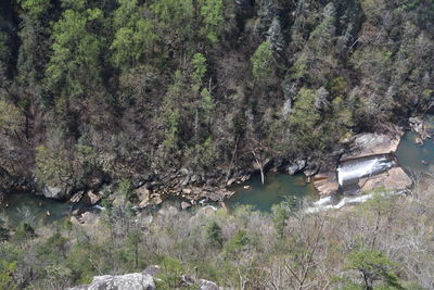 High angle view of river amidst trees in forest