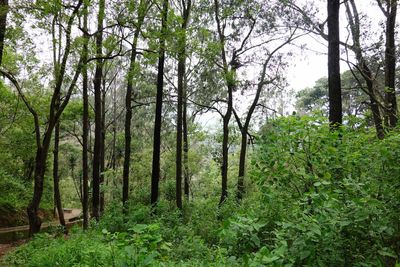 Trees in forest