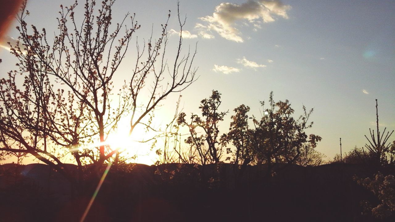 sunset, sun, silhouette, tree, tranquility, sky, tranquil scene, beauty in nature, scenics, sunlight, nature, sunbeam, bare tree, landscape, branch, idyllic, lens flare, orange color, back lit, outdoors