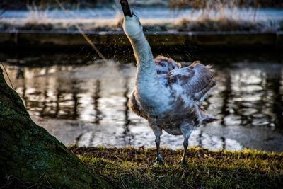 Close-up of duck in water