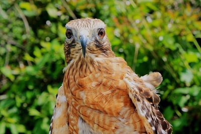 Close-up portrait of falcon