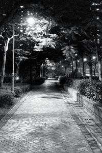 Illuminated trees at night