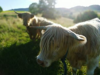 Cow grazing on field