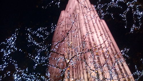 Low angle view of tree at night