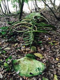 Plants growing in park