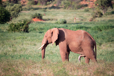 Side view of elephant walking in field