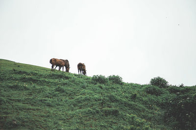 Horse standing on field against clear sky