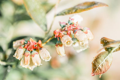 Close-up of flowering plant