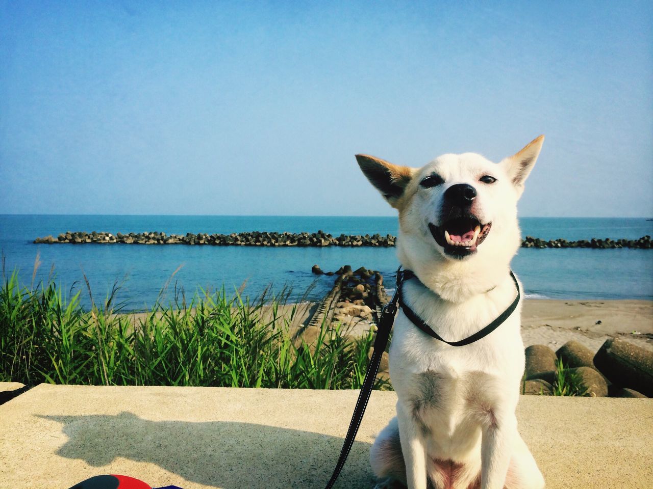 clear sky, sea, water, horizon over water, copy space, blue, beach, dog, one animal, domestic animals, nature, pets, sunlight, animal themes, tranquil scene, shore, sky, beauty in nature, tranquility, day