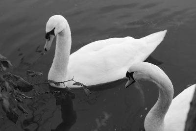 Swan floating on lake