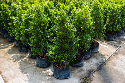 Plants growing in garden