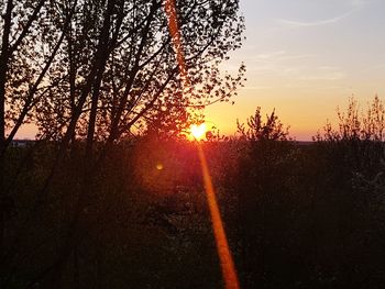 Sunlight streaming through silhouette tree during sunset