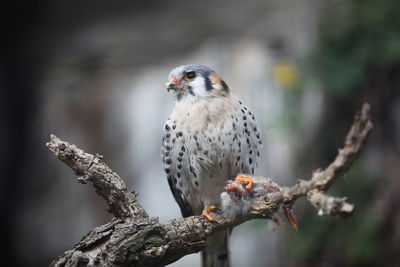 Close-up of sparrow perching on tree