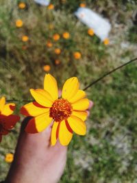 Close-up of hand holding yellow flower