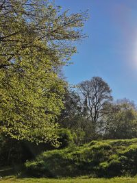 Trees growing in forest against sky