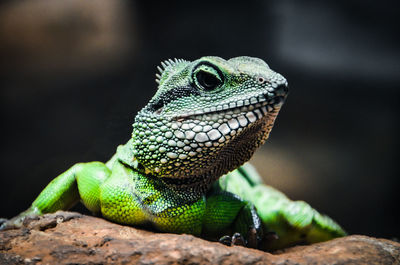 Close-up of lizard on rock